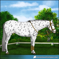 Horse Color:Black Leopard Rabicano 