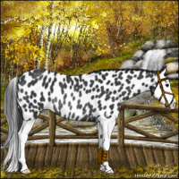 Horse Color:Black Splash Near Leopard Rabicano 