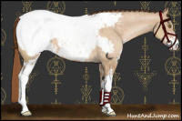 Horse Color:Brown Pearl Dun Sabino Appaloosa 