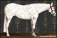 Horse Color:Chocolate Buckskin Pearl Dun Leopard