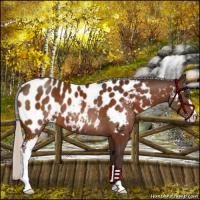 Horse Color:Silver Brown Sabino Near Leopard 