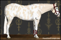 Horse Color:Chocolate Silver Perlino Dun Sabino Appaloosa 