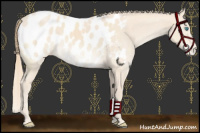 Horse Color:Chocolate Perlino Appaloosa