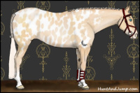 Horse Color:Chocolate Silver Buckskin Pearl Sabino Appaloosa