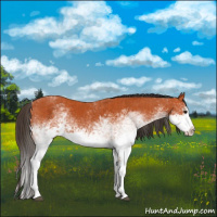 Horse Color:White Spotted Bay Splash and White Spotted Bay Splash