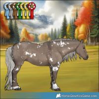 Horse Color:White Spotted Silver Grullo 