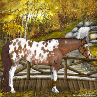 Horse Color:White Spotted Chocolate Buckskin Appaloosa