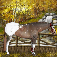 Horse Color:White Spotted Liver Chestnut Snowcap