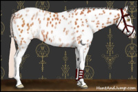 Horse Color:White Spotted Chocolate Silver Bay Sabino Near Leopard 