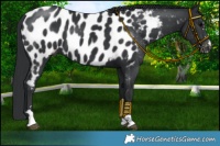 Horse Color:Black Near Leopard 