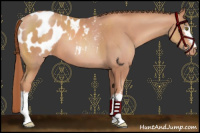 Horse Color:White Spotted Gold Champagne Appaloosa