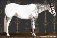 Horse Color:White Spotted Chocolate Palomino Snowcap 