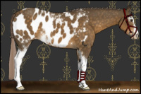 Horse Color:White Spotted Chocolate Palomino Blanket 