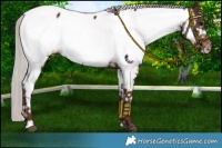 Horse Color:Chocolate Silver Brown Near Fewspot Rabicano 