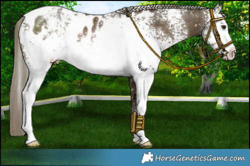 Horse Color:White Spotted Chocolate Palomino Appaloosa Rabicano 