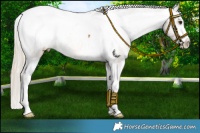 Horse Color:White Spotted Chocolate Palomino Appaloosa