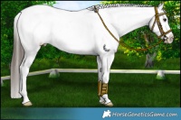Horse Color:Liver Red Dun Appaloosa Rabicano 