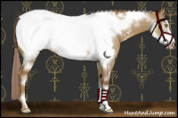 Horse Color:Chocolate Palomino Dun Frame Snowcap 