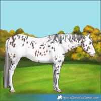 Horse Color:White Spotted Brown Appaloosa