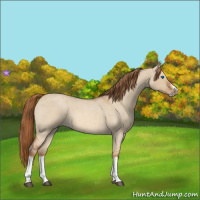 Horse Color:Red Dun Roan Splash Frame Rabicano 