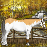 Horse Color:Buckskin Roan Splash 