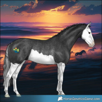 Horse Color:Black Splash Rabicano 