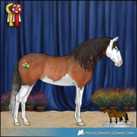 Horse Color:Bay Splash Rabicano