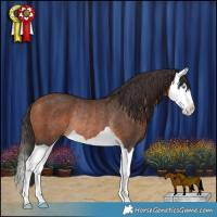 Horse Color:Bay Splash Rabicano 
