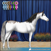 Horse Color:Bay Roan Splash 