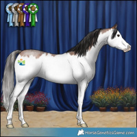Horse Color:Bay Roan Splash