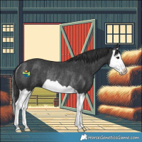 Horse Color:Black Splash Rabicano 