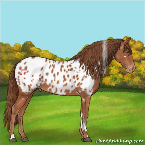 Horse Color:White Spotted Chestnut Appaloosa 