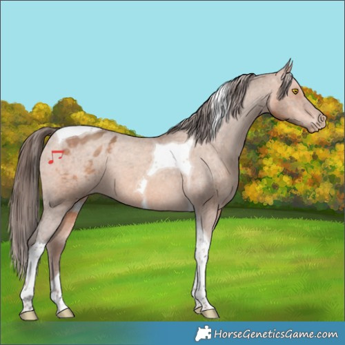 Horse Color:Amber Champagne Tobiano Appaloosa 