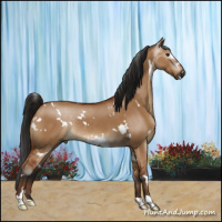 Horse Color:Gray White Spotted Bay Dun Rabicano