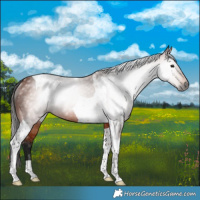 Horse Color:Gray Bay Tobiano Rabicano 
