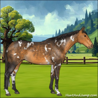 Horse Color:White Spotted Buckskin 