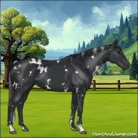 Horse Color:White Spotted Black