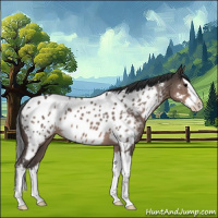 Horse Color:Brown Roan Splash Near Leopard Rabicano 