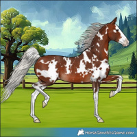 Horse Color:White Spotted Silver Brown Splash Rabicano 