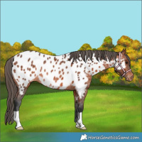 Horse Color:Bay Appaloosa Rabicano 
