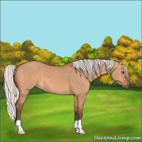 Horse Color:Silver Bay Dun 