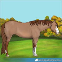 Horse Color:Red Dun 