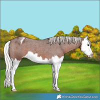 Horse Color:Silver Brown Roan Splash Appaloosa 