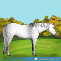 Horse Color:Gray Black 