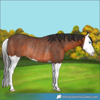 Horse Color:Brown Splash Rabicano