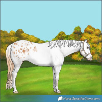 Horse Color:Chestnut Appaloosa 