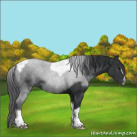 Horse Color:Black Sabino Tobiano 