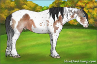 Horse Color:Brown Splash Tobiano Appaloosa 