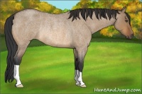 Horse Color:Bay Roan Dun Rabicano