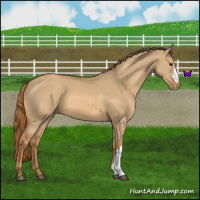 Horse Color:Red Dun Varnish 